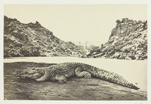 Crocodile sur un banc de sable, 1857 - Francis Frith