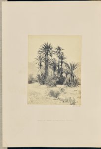 Groupe de palmiers dans le Wadee Feyran - Francis Frith