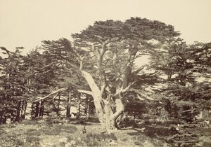 Le plus grand des cèdres, Mont Liban, 1857 - Francis Frith
