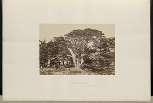 Le plus grand des cèdres, le Mont-Liban - Francis Frith