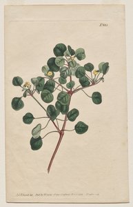 Le Magazine Botanique ou Jardin de Fleurs Exposé: Planche 883, Euphorbia Petiolaris. Épurge à longues tiges - Francis Sansom