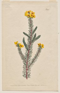 Le Magazine Botanique ou Jardin de Fleurs Déployé : Planche 944, Dillwynia Glaberrima. Dillwynnia à Feuilles Lisses. [Dillwynia ericifolia gaberrima]
