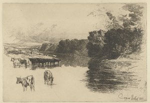 Vaches près d