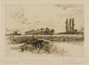 Un pré humide