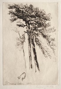 Le dernier arbre - Francis Seymour Haden