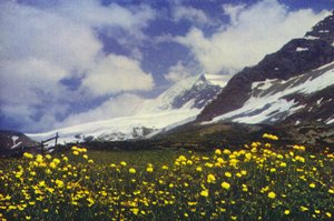 Trollius sur le col du Simplon