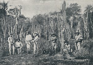 Campos, 1895 - Francisco Henszler