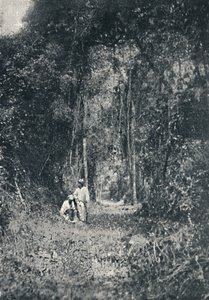 Estrada de Rodagem do Alto Paraná, 1895 - Francisco Henszler