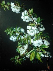 Une brindille de fleurs blanches - Francisco Lacoma