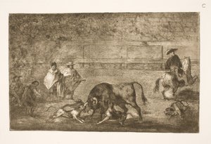 Les chiens lâchés sur le taureau - Francisco de Goya