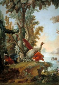Hérons et perroquets