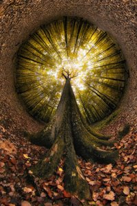 Regard vers la Forêt d