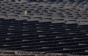 Ouvrier viticole de Volcanic Vineyard