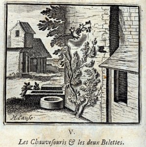 La Chauve-souris et les deux Belettes - Francois Chauveau