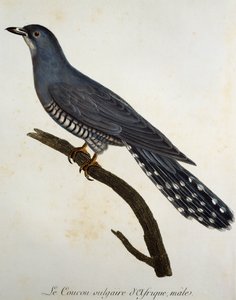 Coucou africain (Cuculus gularis), gravure de Histoire Naturelle des Oiseaux d