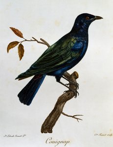 Étourneau brillant à ventre noir (Lamprotornis corruscus), gravure de Histoire Naturelle des Oiseaux d