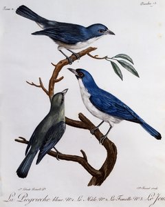 Vanga bleu (Cyanolanius madagascarinus), gravure de Histoire Naturelle des Oiseaux d