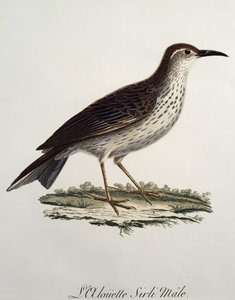 Longbill mâle du Cap (Certhilauda curvirostris), gravure de Histoire Naturelle des Oiseaux d