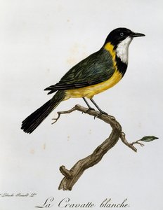 Siffleur doré (Pachycephala pectoralis), gravure de Histoire Naturelle des Oiseaux d