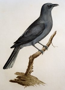 Échenilleur gris (Coracina caesia), gravure de Histoire Naturelle des Oiseaux d