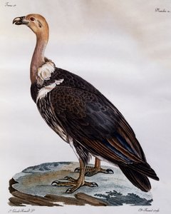 Vautour du Cap immature, gravure de Histoire Naturelle des Oiseaux d