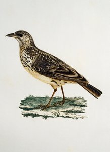 Alouette à bec large, gravure de Histoire Naturelle des Oiseaux d