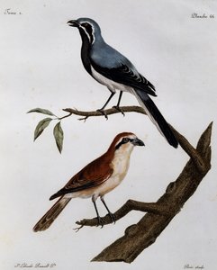 Le Pendeur et le Rousseau, gravure de Histoire Naturelle des Oiseaux d