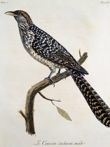 Coucou tachirou mâle, gravure de Histoire Naturelle des Oiseaux d