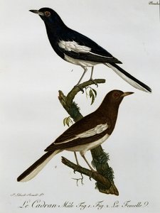 Mâle et femelle de Rougequeue oriental (Copsychus saularis), gravure de Histoire Naturelle des Oiseaux d