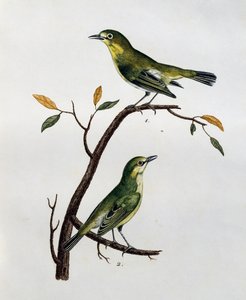 Mâle et femelle de Zostérops pâle (Zosterops pallidus), gravure de Histoire Naturelle des Oiseaux d