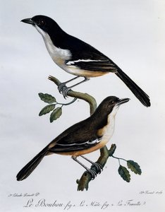 Boubou méridional mâle et femelle (Laniarius ferrugineus), gravure de Histoire Naturelle des Oiseaux d