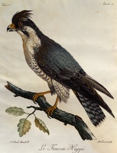 Faucon pèlerin (Falco peregrinus), gravure de Histoire Naturelle des Oiseaux d