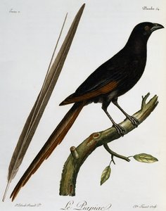 Piapiac (Ptilostomus afer), gravure de Histoire Naturelle des Oiseaux d