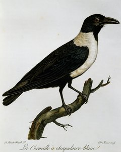 Corbeau pie, gravure de Histoire Naturelle des Oiseaux d