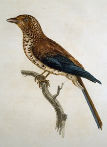 Alouette à calotte rousse (Calandrella cinerea), gravure de Histoire Naturelle des Oiseaux d