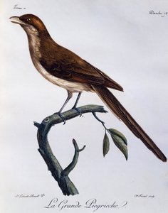 Pie-grièche à bec jaune, gravure de Histoire Naturelle des Oiseaux d