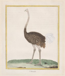 Autruche, 1770-86 - Francois Nicolas Martinet