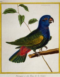 Perroquet à tête bleue (Pionus menstruus), de Histoire naturelle des oiseaux