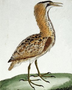 Butor - Francois Nicolas Martinet