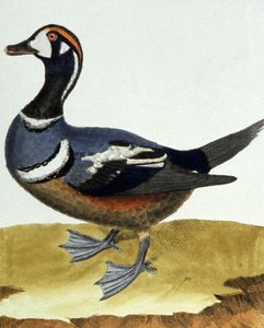 Canard à collier
