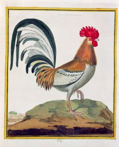Coq, de 