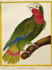 Perroquet cubain (Amazona leucocephala), de Histoire naturelle des oiseaux - Francois Nicolas Martinet