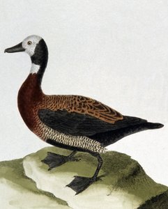 Canard de Maragnan - Francois Nicolas Martinet