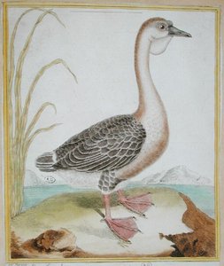 Pintade, de 