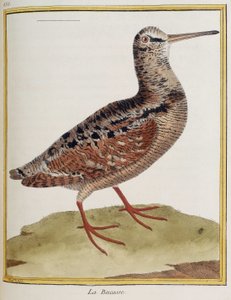 La bécasse, planche 885 de zoologie tirée de 