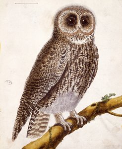 Hibou, de 