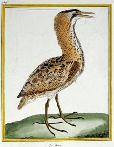 Science. Zoologie. Butor. Gravure par François Nicolas Martinet dans : Histoire naturelle des oiseaux, par Georges Louis Leclerc de Buffon, France, c.1777 - Francois Nicolas Martinet