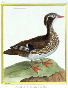 Science. Zoologie. Sarcelle de Chine. Gravure de François Nicolas Martinet dans : Histoire naturelle des oiseaux, par Georges Louis Leclerc de Buffon, France, vers 1777