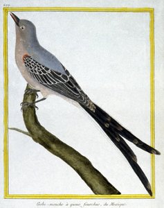 Science. Zoologie. Gobemouche du Mexique. Gravure par François Nicolas Martinet dans : Histoire naturelle des oiseaux, par Georges Louis Leclerc de Buffon, France, c.1777 - Francois Nicolas Martinet
