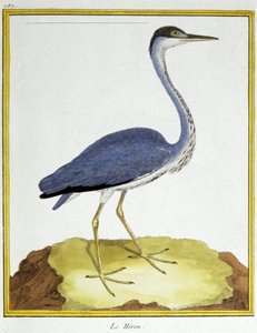 Science. Zoologie. Héron. Gravure par François Nicolas Martinet dans : Histoire naturelle des oiseaux, par Georges Louis Leclerc de Buffon, France, c.1777